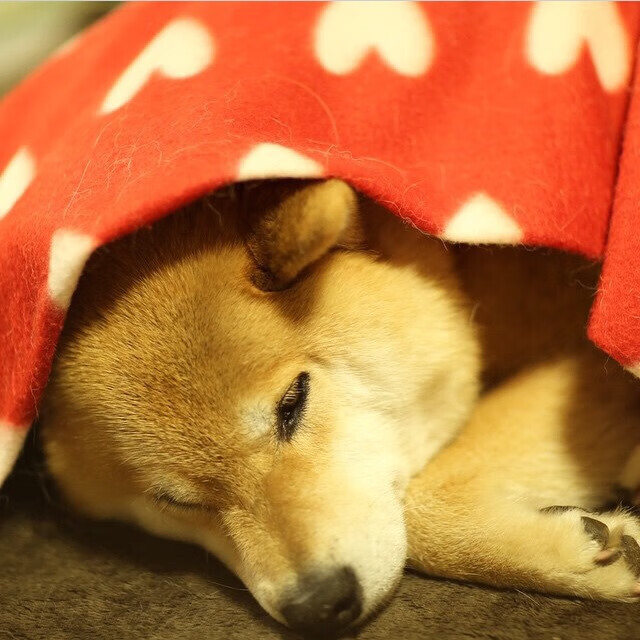 意甲“速度杀手”：瞬间突破，得分惊艳！