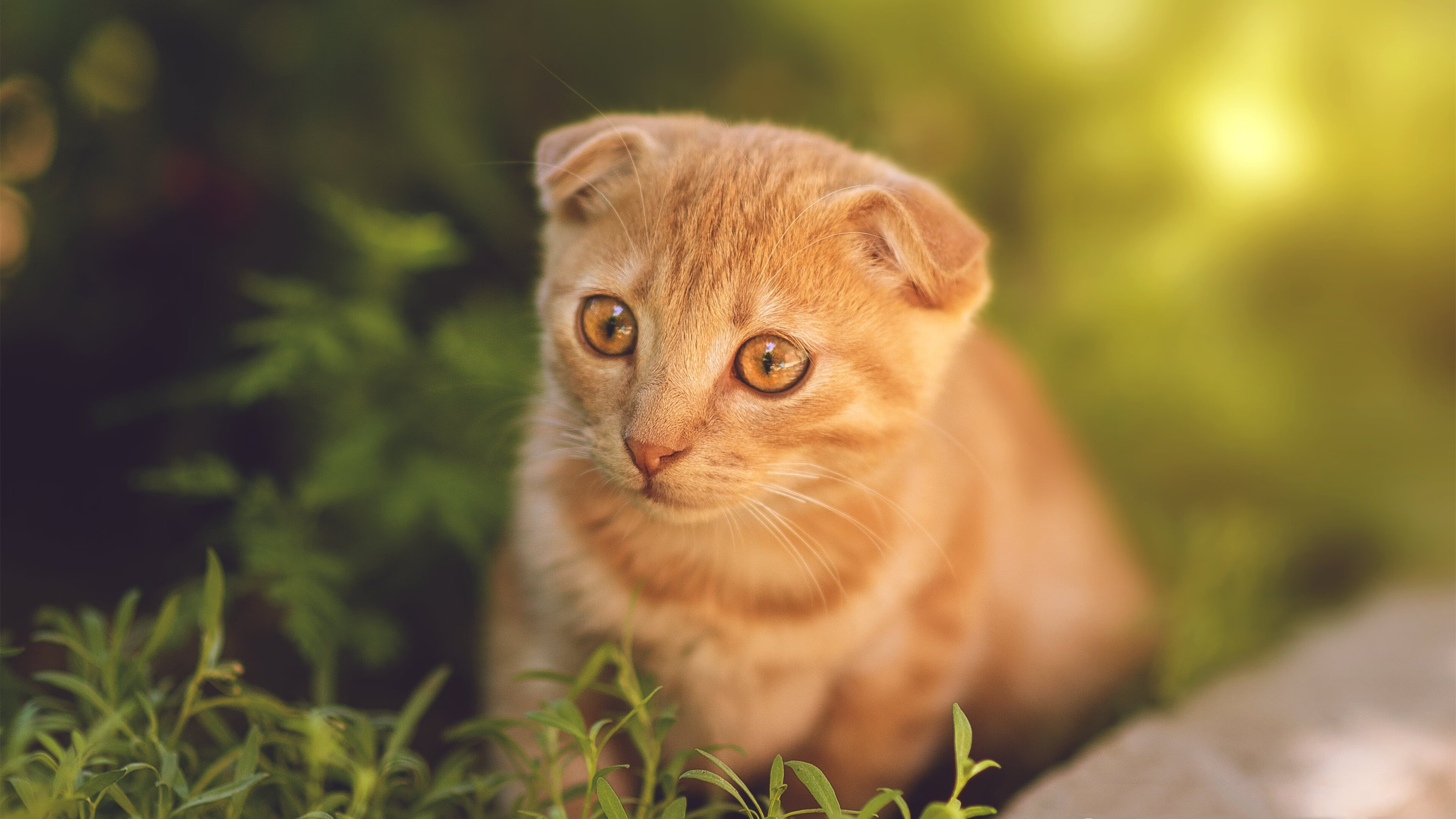 意甲“速度杀手”：瞬间突破，得分惊艳！