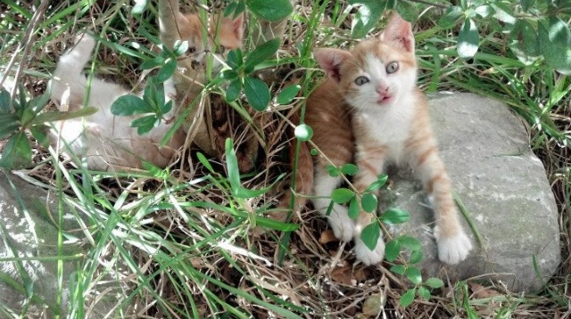 意甲激情战：技术、战术与拼搏的完美交融，意甲竞争激烈