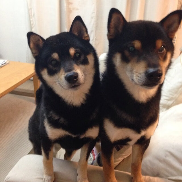 斯洛伐克男篮在欧洲大赛中不断突破,迈向全球舞台,斯洛伐克男篮实力