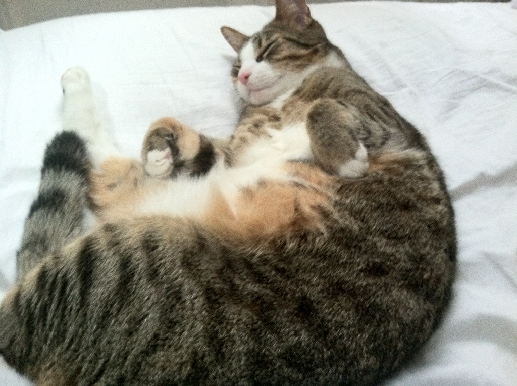 欧洲杯深入评价比赛策略成功与否，欧洲杯赛事如何分析