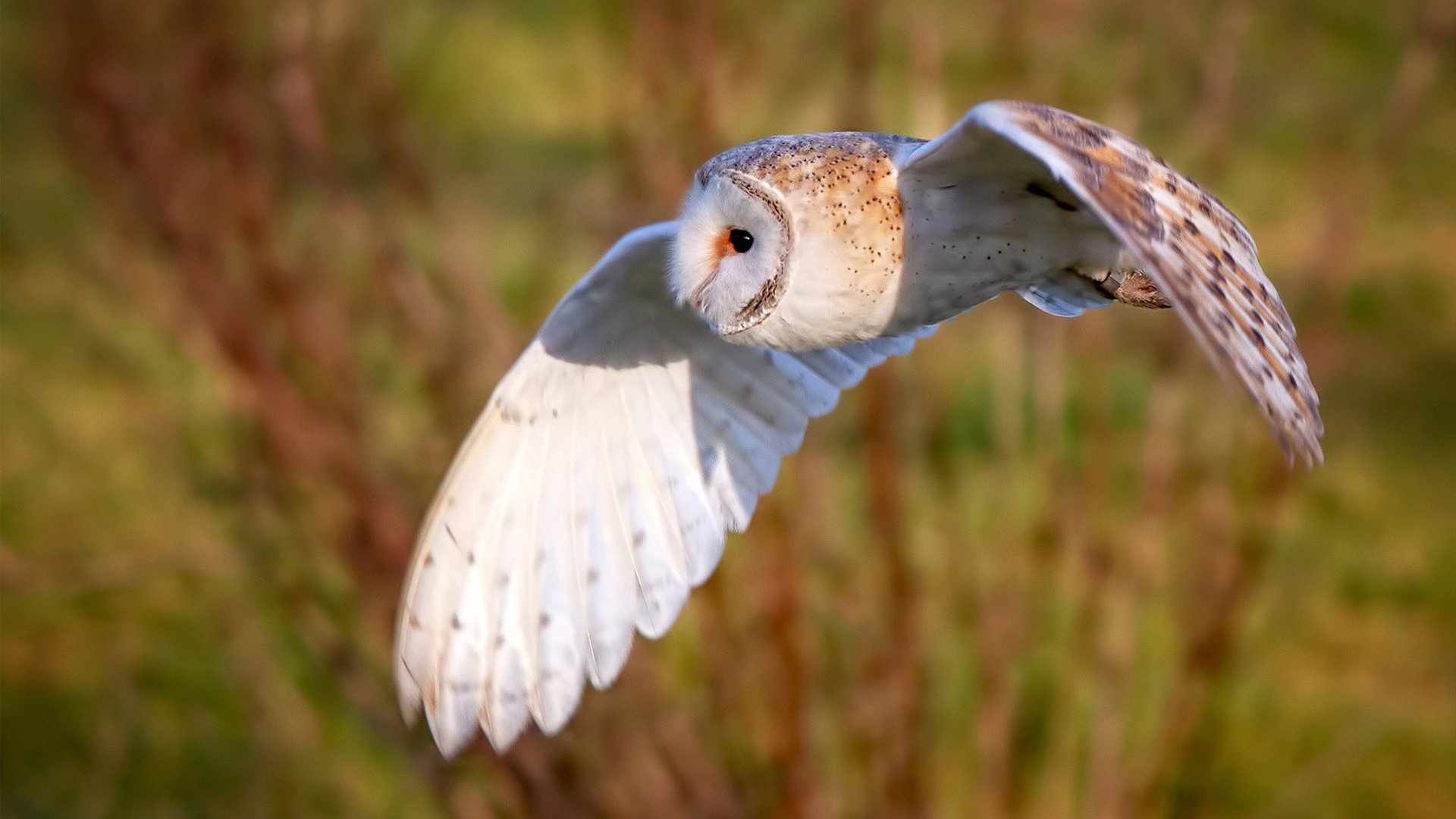 爱游戏体育app-法甲未来之星：新力量引领新潮流！，法甲预言关c77 tv