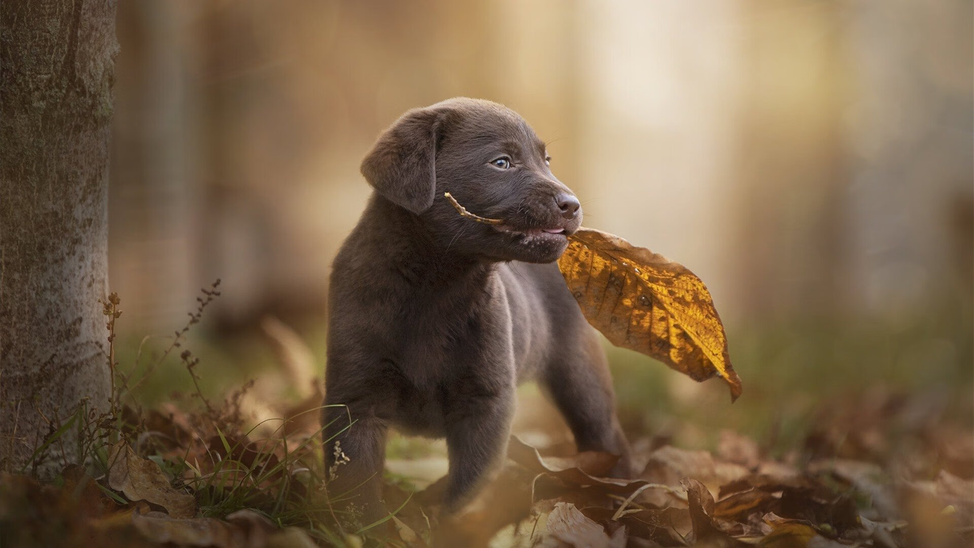爱游戏平台-热刺新援表现抢眼，助队提前锁定欧战席位